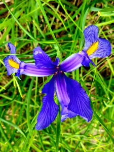 Allet 03 Iris
